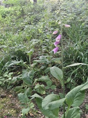 Digitalis purpurea