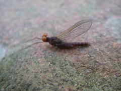 Ephemerella subvaria