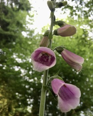 Digitalis purpurea