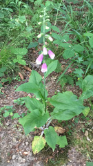 Digitalis purpurea
