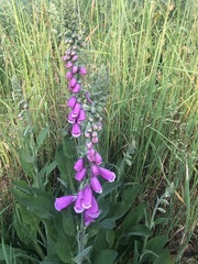Digitalis purpurea
