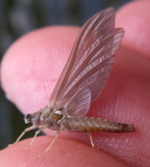 Ephemerella subvaria