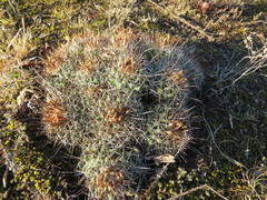 Coryphantha georgii