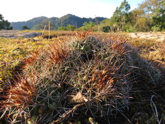 Coryphantha georgii