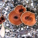 Coltricia cinnamomea - Photo (c) melanie cook, μερικά δικαιώματα διατηρούνται (CC BY-NC-SA)