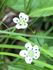 Moehringia