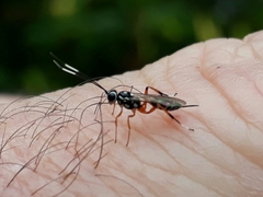 Glabridorsum stokesii