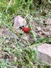 Pyrochroa coccinea