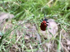 Pyrochroa coccinea