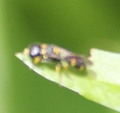 Ectemnius stirpicola