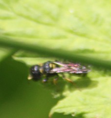 Ectemnius stirpicola