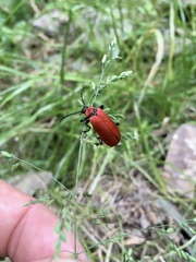 Pyrochroa coccinea