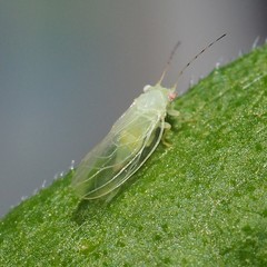 Cacopsylla annulata