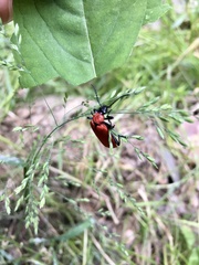 Pyrochroa coccinea