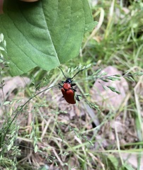Pyrochroa coccinea