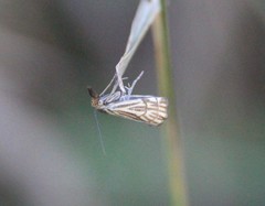 Chrysocramboides craterella