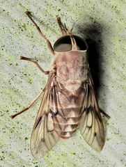 Tabanus equalis