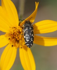 Acmaeodera obtusa