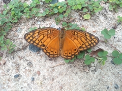 Euptoieta hegesia