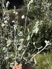 Malacothamnus niveus