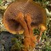 Shiny Cinnamon Polypore - Photo (c) Jason Hollinger, some rights reserved (CC BY)