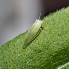 Cacopsylla annulata