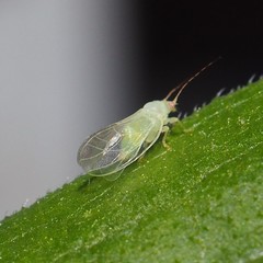 Cacopsylla annulata