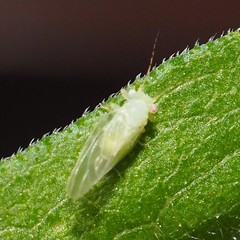 Cacopsylla annulata
