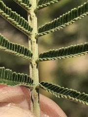 Acacia mearnsii