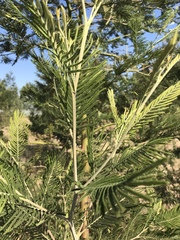 Acacia mearnsii