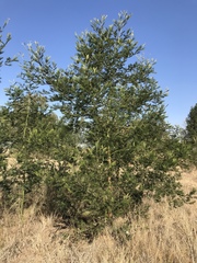 Acacia mearnsii