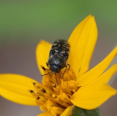 Acmaeodera obtusa