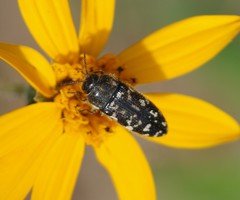Acmaeodera obtusa