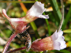 Pinguicula lusitanica
