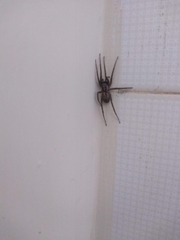 Xeropigo tridentiger