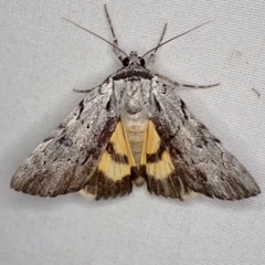 Catocala gracilis