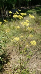 Polytaenia