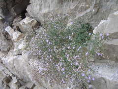 Limonium dictyophorum