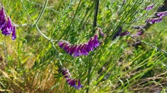 Vicia villosa villosa