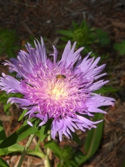 Stokesia