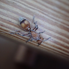 Dasymutilla scaevola