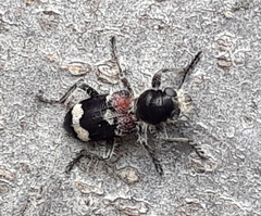 Clerus mutillarius