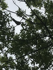 Cyanocitta cristata bromia