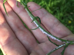 Albugo candida