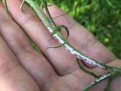 Albugo candida