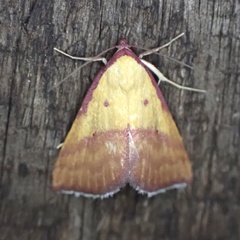 Phytometra rhodarialis