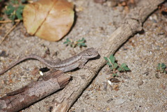 Sceloporus occidentalis