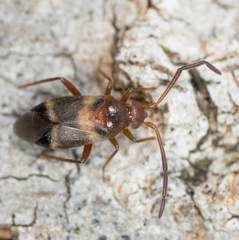 Ceratocapsus apicatus