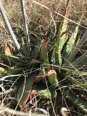 Aloe greatheadii