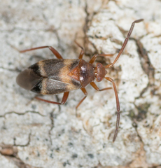 Ceratocapsus apicatus